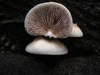 Crepidotus mollis image