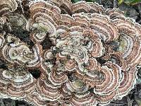 Trametes versicolor image