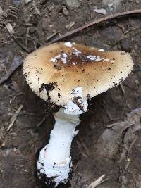 Amanita pantherina image