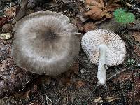 Pluteus cervinus image