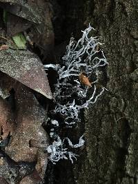 Xylaria hypoxylon image