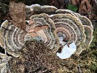 Trametes versicolor image