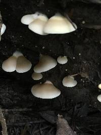 Crepidotus mollis image