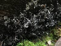 Xylaria hypoxylon image