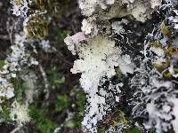 Lobaria scrobiculata image