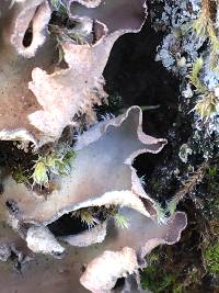 Peltigera collina image