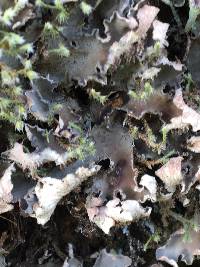 Peltigera collina image