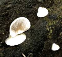 Crepidotus mollis image