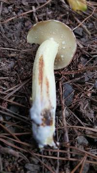 Suillus granulatus image