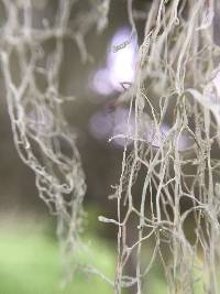 Ramalina menziesii image