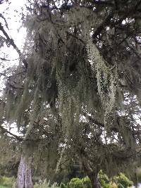 Ramalina menziesii image