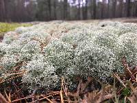 Cladonia stellaris image