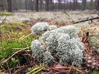 Cladonia stellaris image