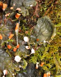 Peltigera membranacea image