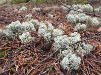 Cladonia stellaris image