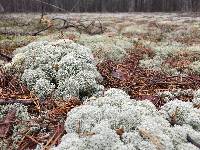 Cladonia stellaris image