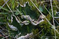 Peltigera britannica image