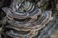 Image of Trametes ochracea