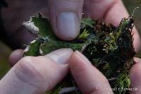 Peltigera britannica image