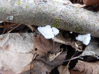 Schizophyllum commune image