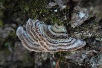 Trametes ochracea image