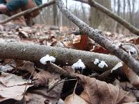 Schizophyllum commune image