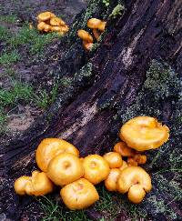 Omphalotus olearius image