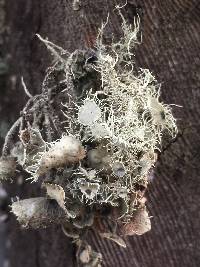 Usnea intermedia image