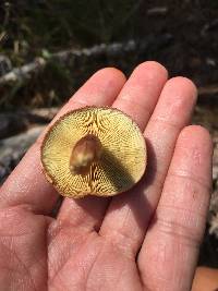 Gymnopilus purpuratus image