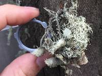 Usnea intermedia image