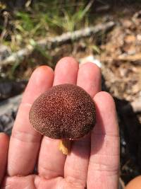 Gymnopilus purpuratus image