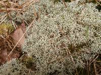 Cladonia subtenuis image