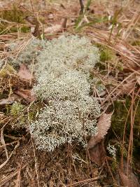 Cladonia subtenuis image