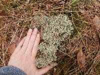 Cladonia subtenuis image