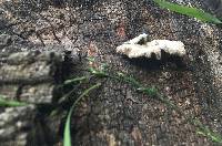 Schizophyllum commune image