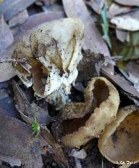 Helvella acetabulum image