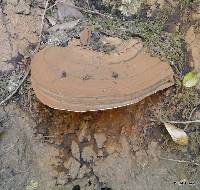 Ganoderma brownii image