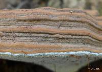 Ganoderma brownii image