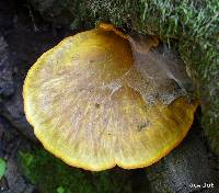 Omphalotus olivascens image