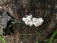 Schizophyllum commune image