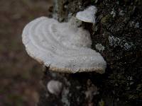 Trametes hirsuta image