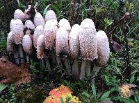 Coprinus comatus image