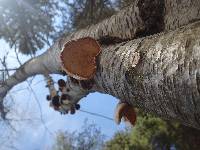 Fomitopsis betulina image