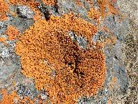 Xanthoria elegans image