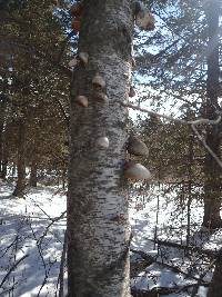 Piptoporus betulinus image