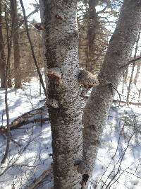 Fomitopsis betulina image