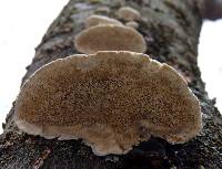 Trametes hirsuta image