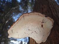 Ganoderma applanatum image