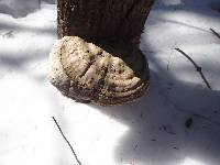 Ganoderma applanatum image