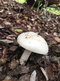 Amanita velosa image